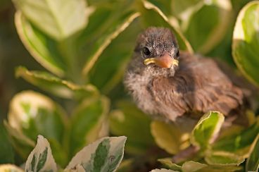 know wild birds spca kids education know wild birds spca kids education