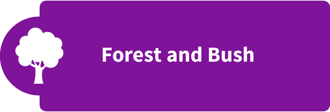 Forest and Bush