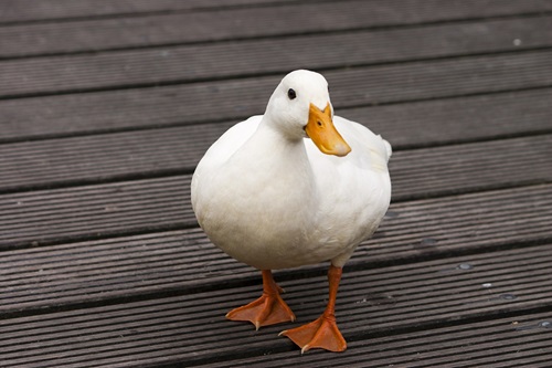 duck-547712_1920