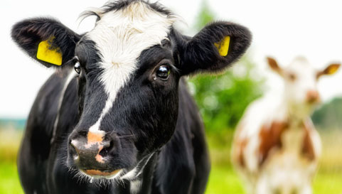 Animal Care - Cows