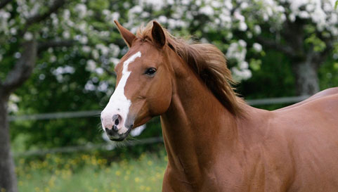 Animal Care - Horse