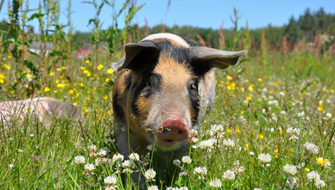 Animal Care - Pig