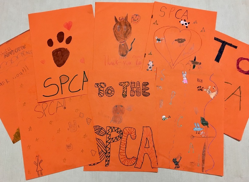 Cards from St Dominic's Primary School sent in with their donations for SPCA animals!  