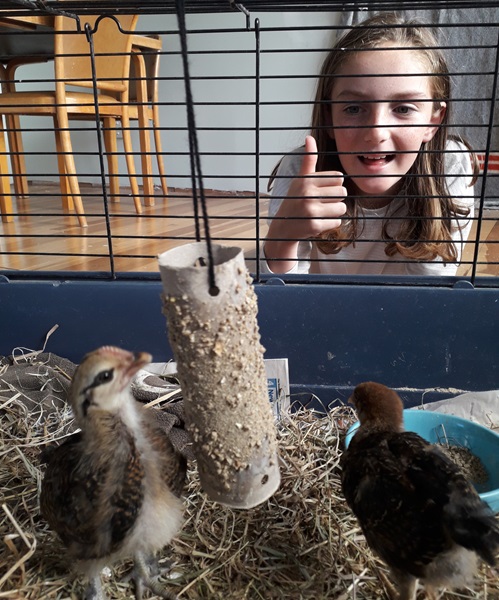 Sophie made her foster chickens some awesome enrichment!
