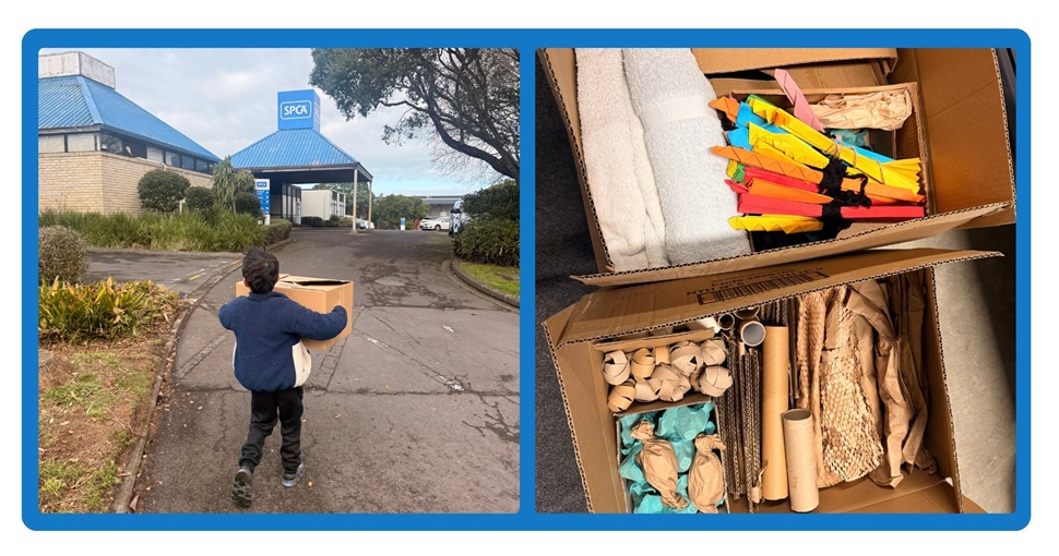 During the school holidays, Jake and Dot thoughtfully created and donated two boxes of enrichment toys and comfort items for SPCA animals, helping bring joy, stimulation, and care to pets waiting for their forever homes. Their kindness is a wonderful reminder that even small acts of compassion can make a meaningful difference in the lives of animals and our community.