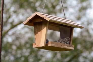 Know Wild Birds Spca Kids Education