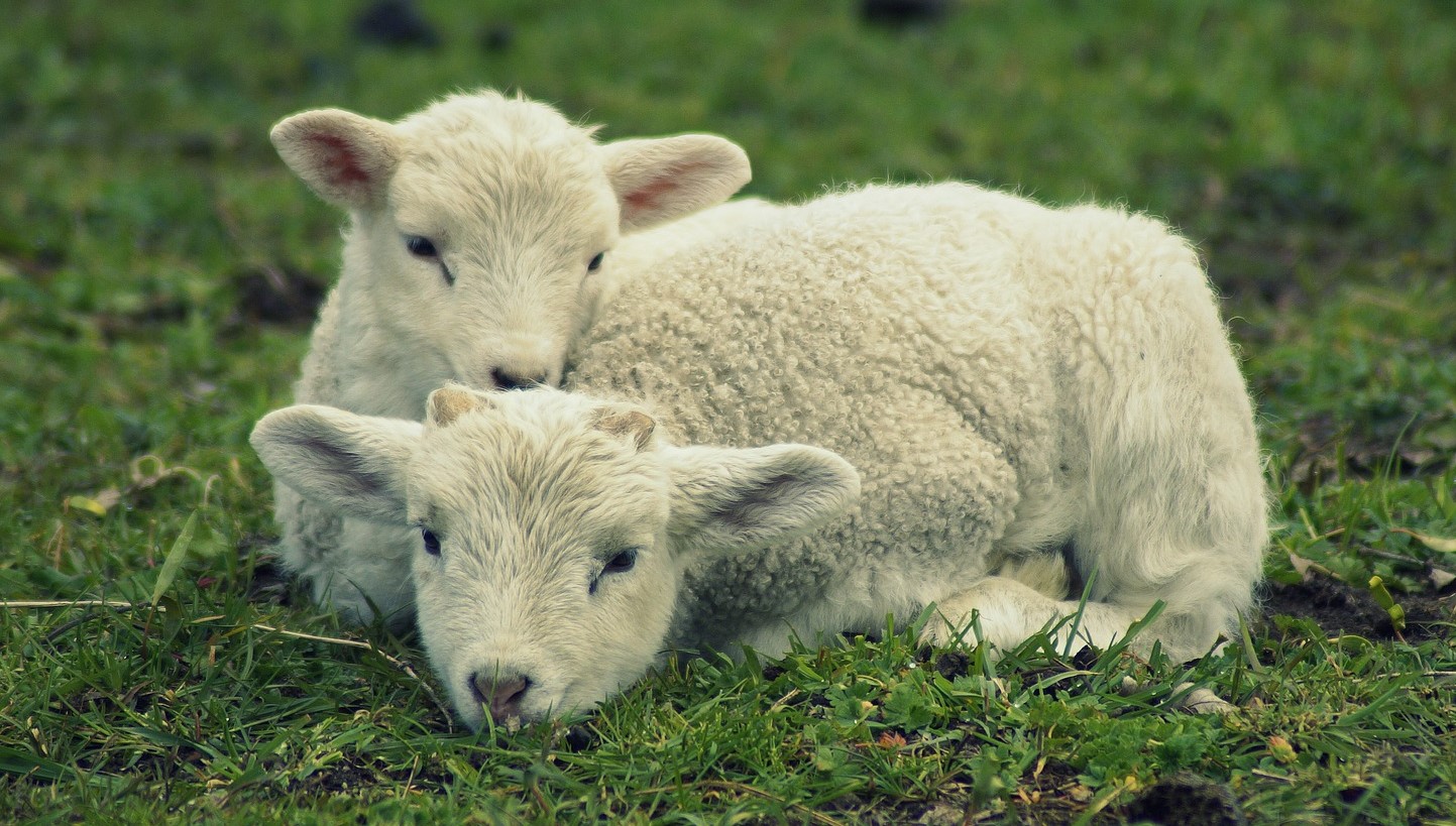 Animal Care - Sheep