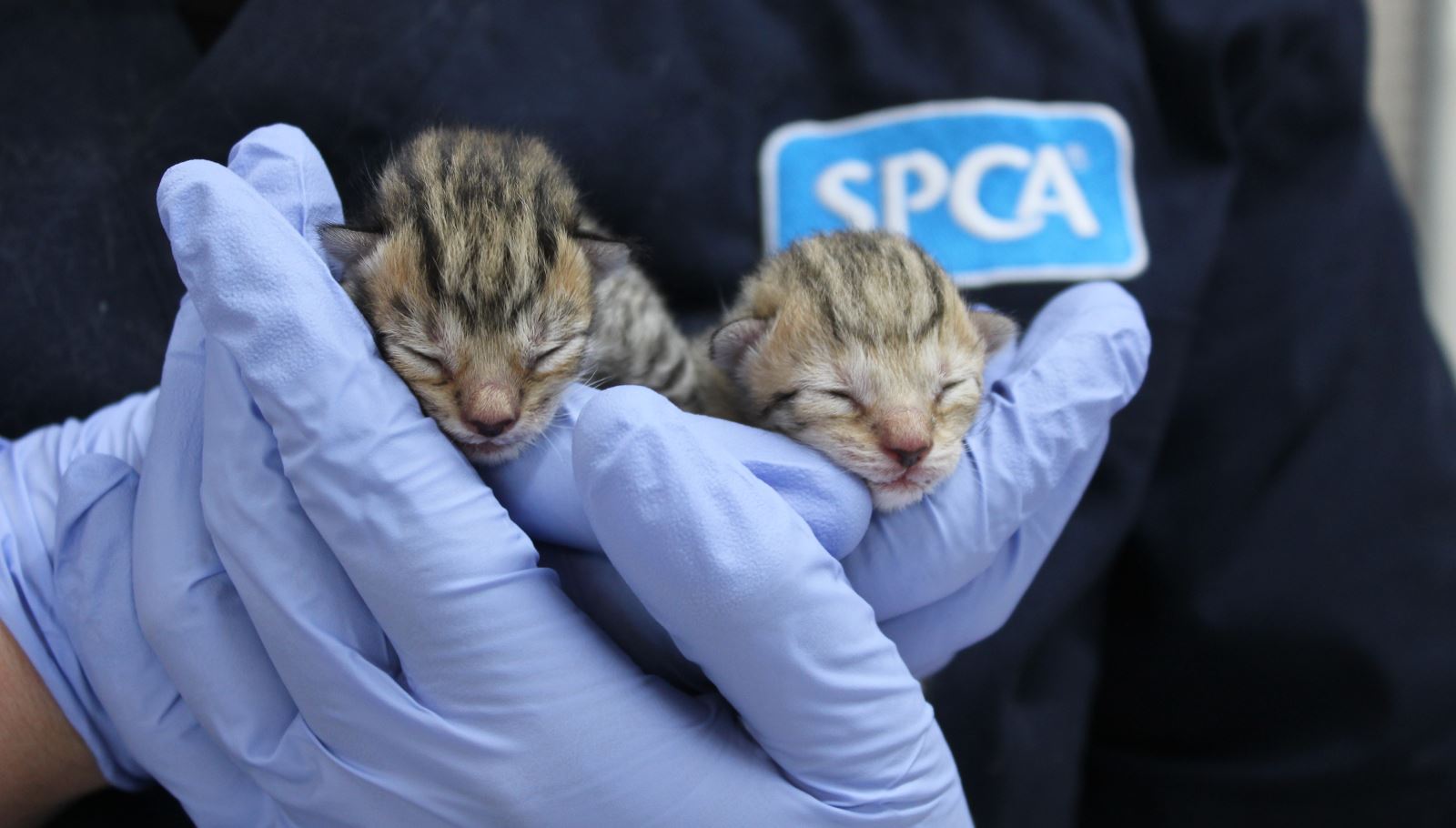 About SPCA SPCA Kids Education