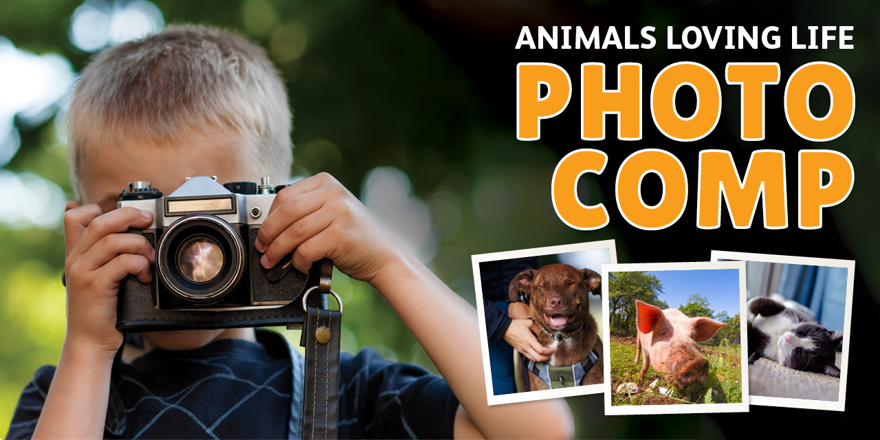 Animals Loving Life Photo Comp